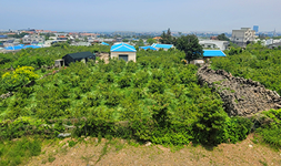 제주도 제주시 토지