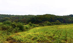 경기도 파주시 토지